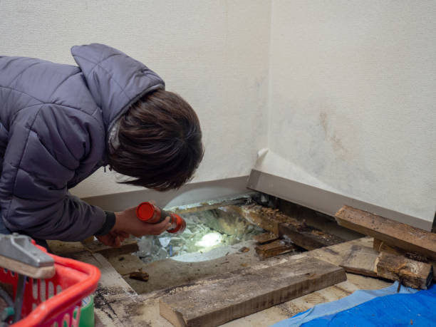 Best Mold Removal for HVAC Installations  in , MO