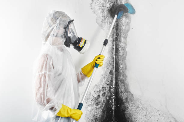 Best Mold Remediation for Healthcare Facilities  in , MO